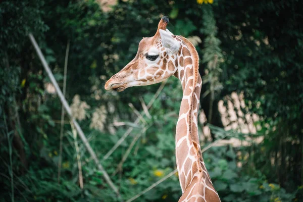 giraffe head, animal, wildlife, fauna, mammal, zoo, animals,