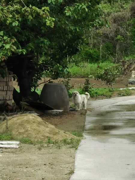 a group of dogs in the zoo