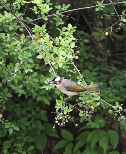 bird in the forest