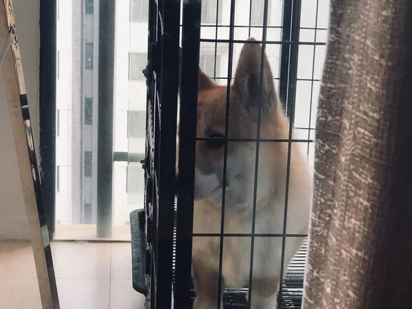 dog in the cage