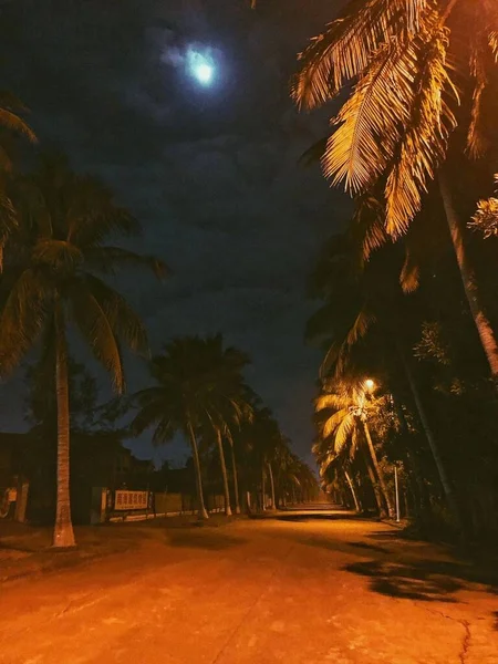 palm trees in the night sky