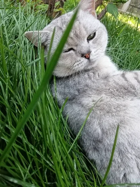 cat lying on green grass