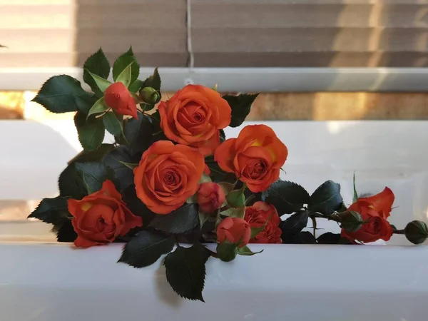 beautiful red roses in a vase on a white background