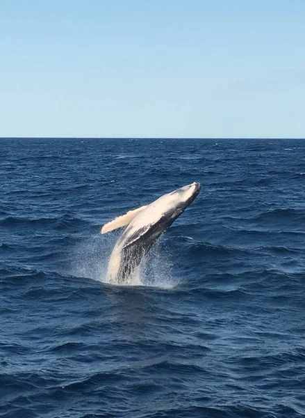 humpback whale in the sea