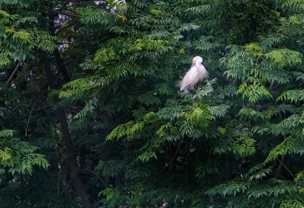 a bird in the forest
