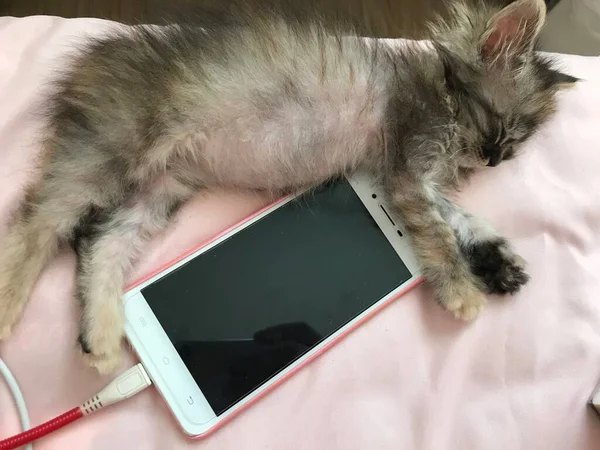 a small cat is lying on a white bed with a stethoscope and a mobile phone.