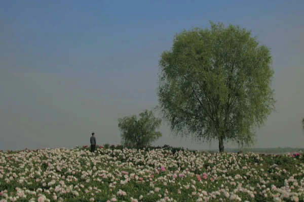 a young man in a field of trees