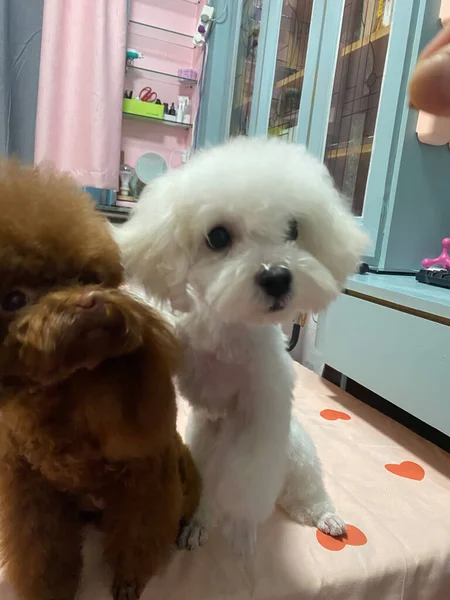 cute dog with a toy poodle
