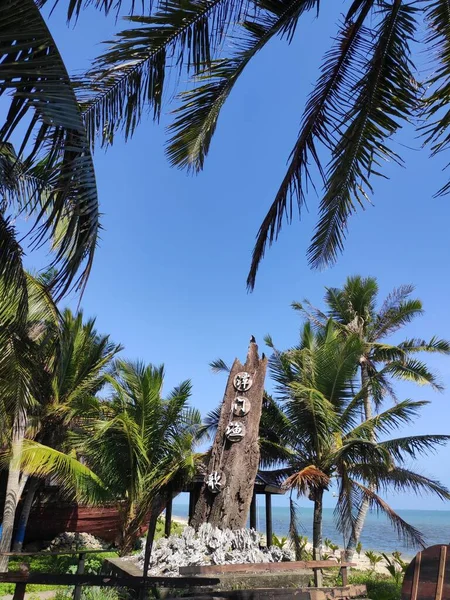 palm trees in the park