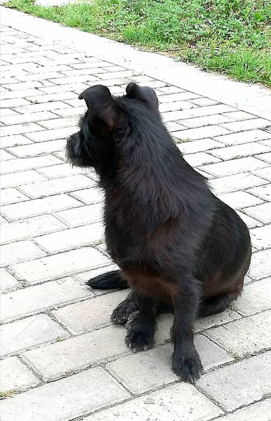 black dog on the street