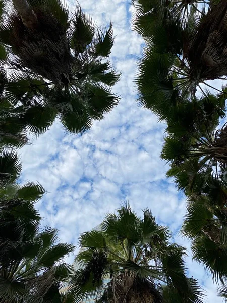 green palm tree branches against blue sky