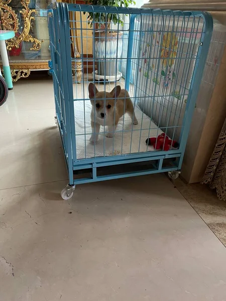 dog in the shopping cart