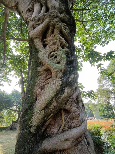 giant tree roots in the forest