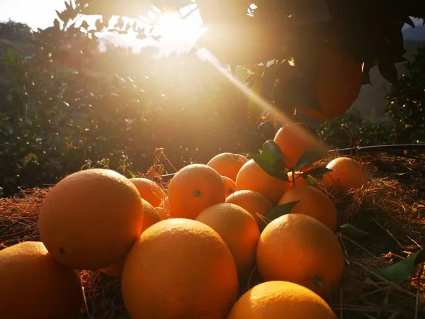 ripe orange fruits on a farm in the garden