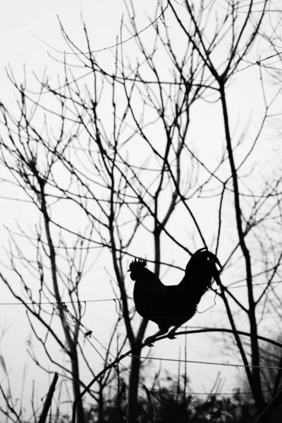 black silhouette of a bird on a tree
