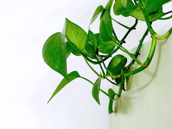 green leaves of a plant on a white background