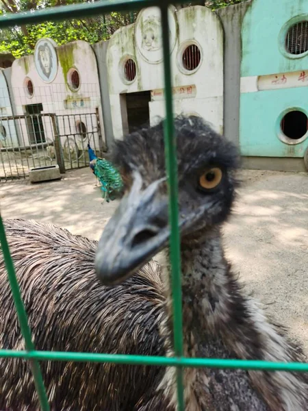 ostrich head with feathers