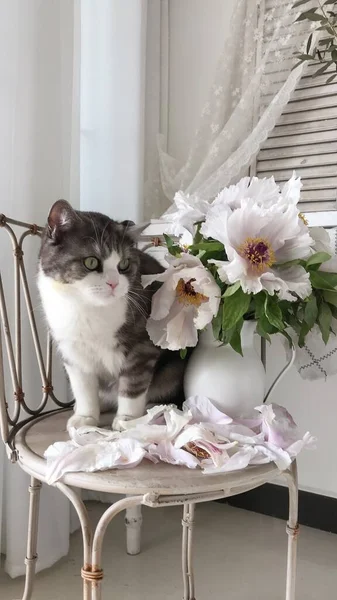 beautiful white cat with flowers on a background of a window