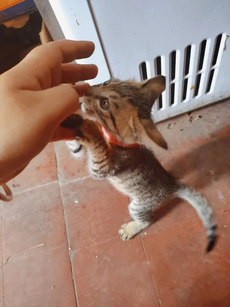 cute little kitten eating a cat