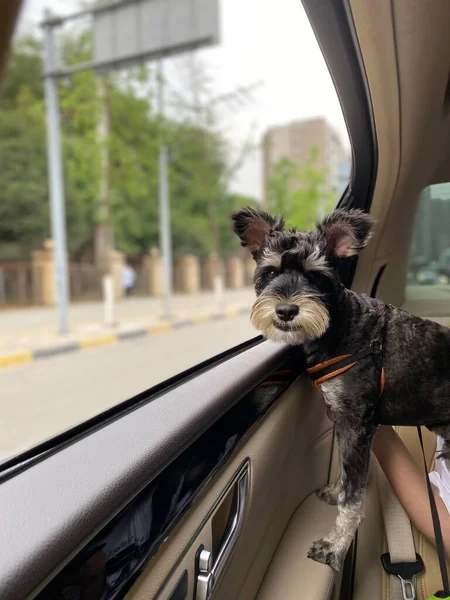 dog in the car