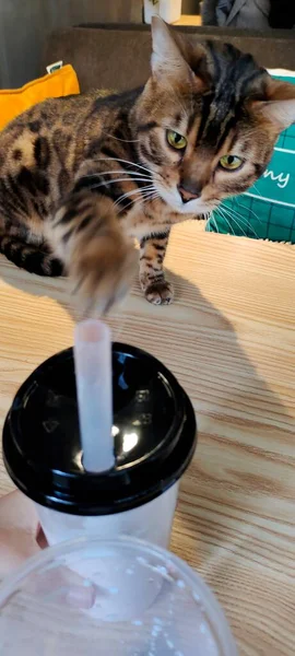 cat with a glass of water