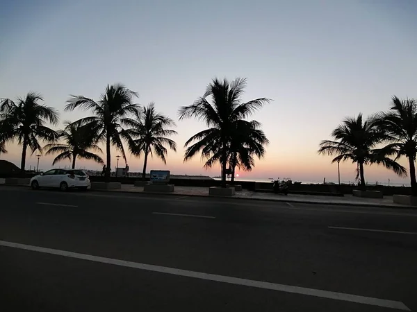 palm trees in the city of tel aviv, israel