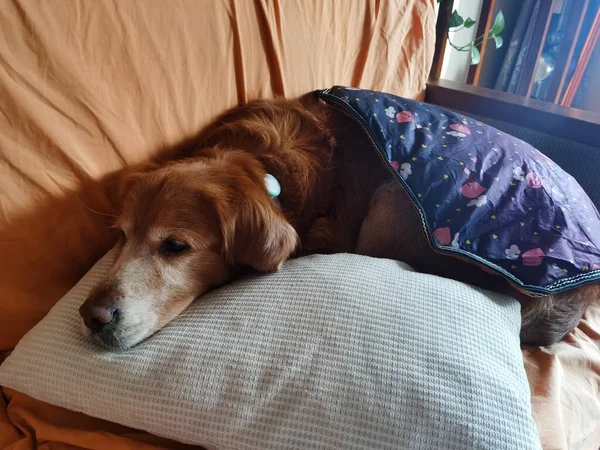 cute dog lying on bed with her pet