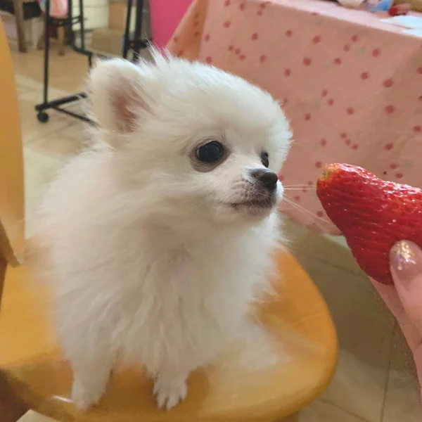 cute dog in the kitchen