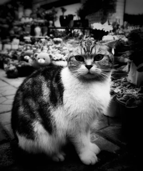 black and white cat in the street