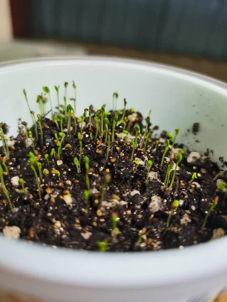 Green Sprouts Young Plants Pot — Foto de Stock