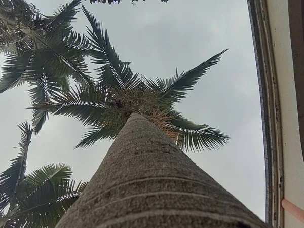 palm tree in the city of barcelona