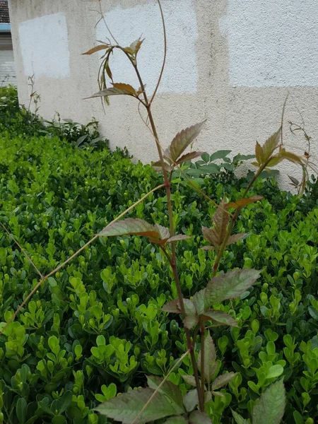 growing green plant foliage leaves, botanical flora