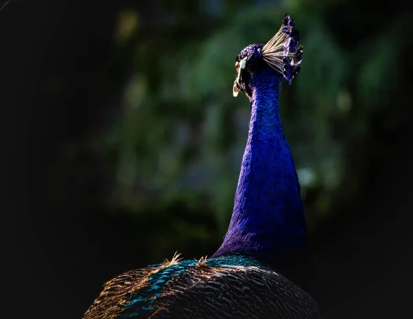 peacock bird with blue feathers