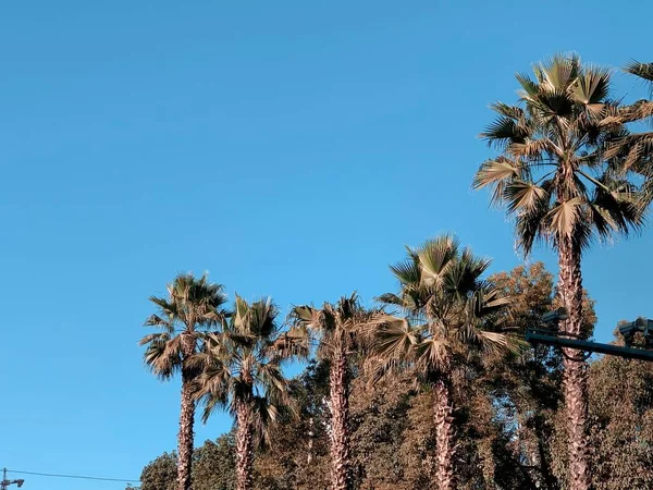 palm trees in the desert