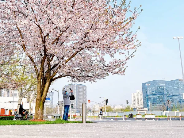 sakura blossom in spring, cherry blossoms, japan
