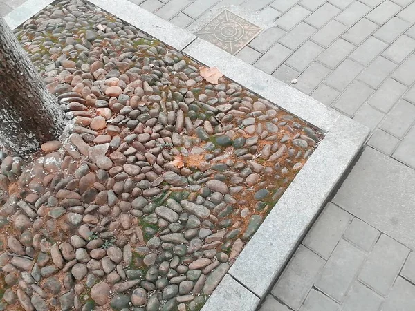 stone pavement with stones and green leaves