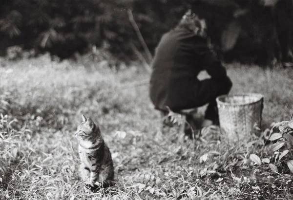 black and white cat with a dog in the park