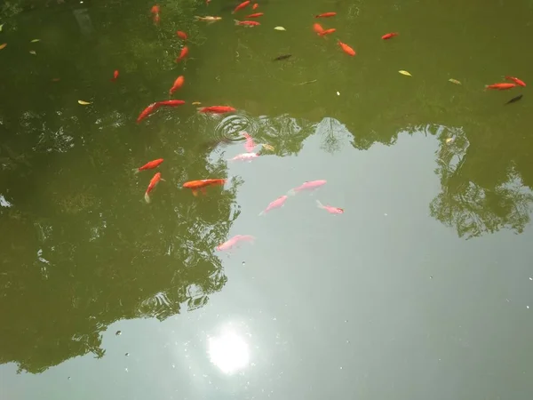 asian koi fish in pond water