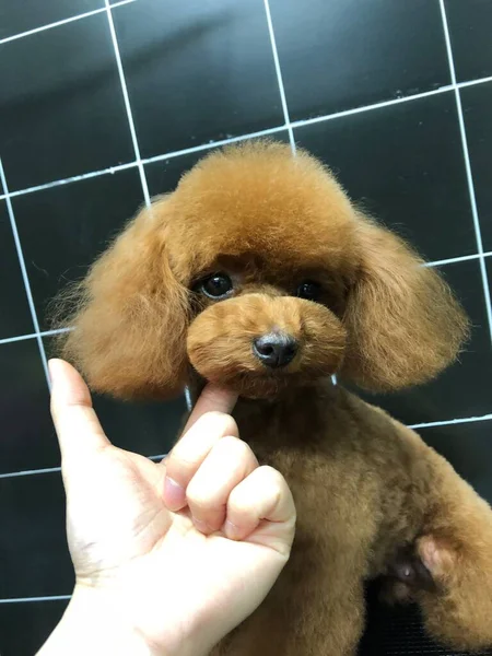 cute dog in the hands of a little puppy
