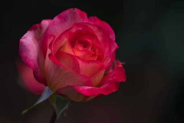 beautiful pink rose on dark background, close view