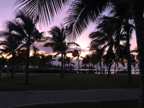 stock image palm trees in the park