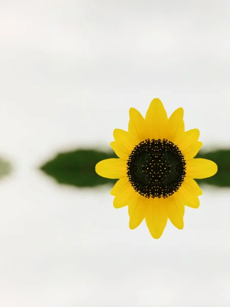 sunflower on a white background