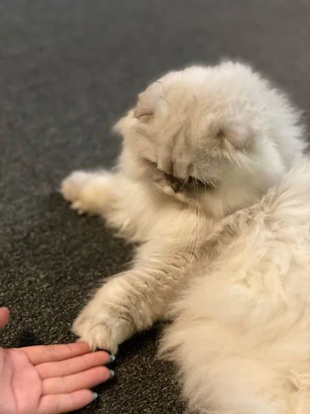 cute fluffy cat on the background of the house