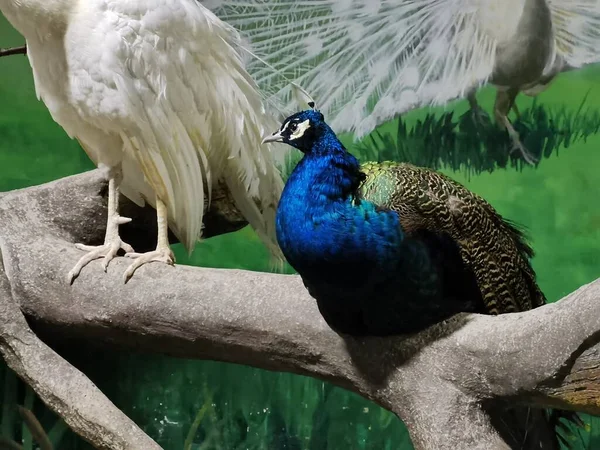beautiful peacock with a blue beak