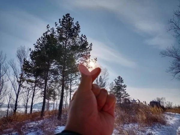 hand holding a heart on the background of the forest