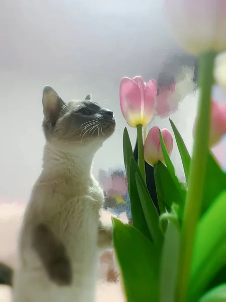 beautiful cat with flowers on the windowsill