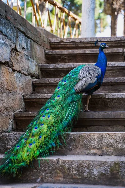 peacock with blue eyes