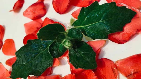 red and green salad leaves on a white background