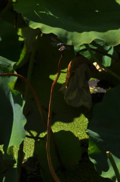 green leaves, flora and fauna