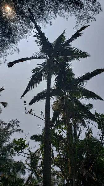 palm trees in the forest